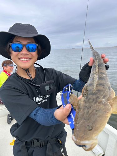 マゴチの釣果