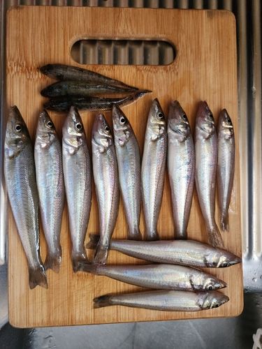 キスの釣果