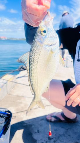 クロサギの釣果
