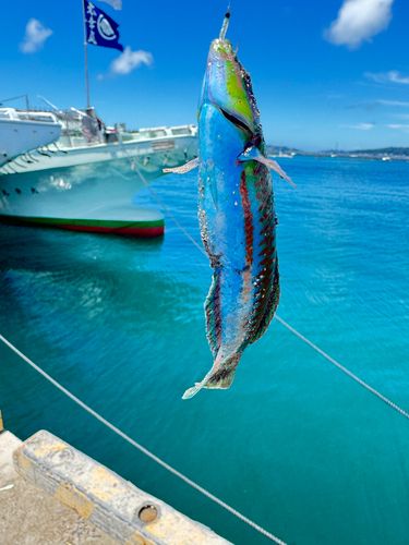 ニシキベラの釣果