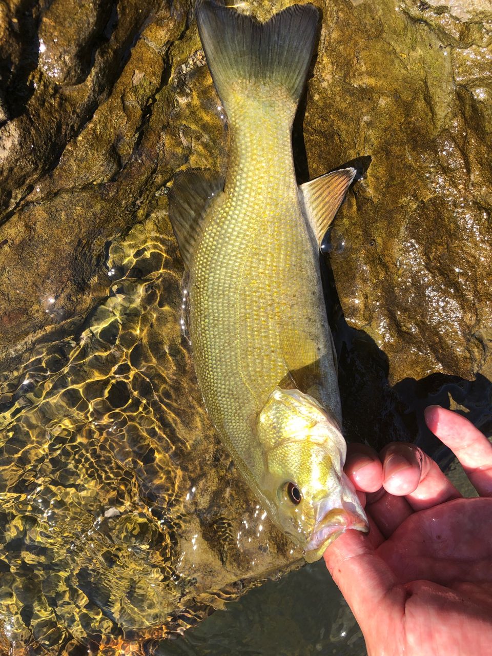 スモールマウスバス