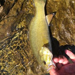 スモールマウスバス