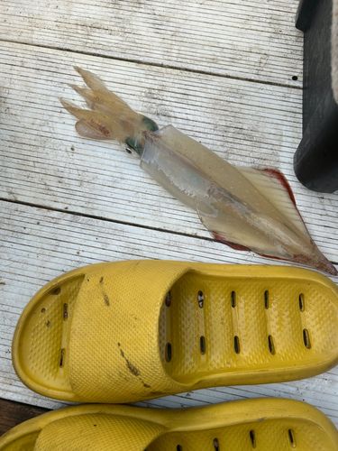 ヤリイカの釣果