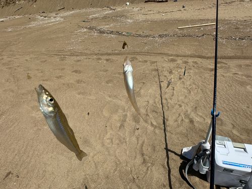 キスの釣果