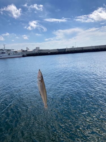 キスの釣果