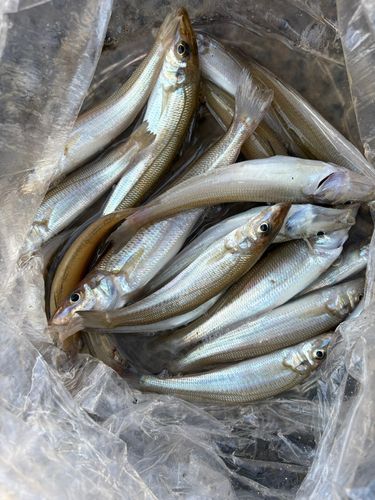 キスの釣果