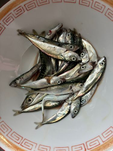 サバの釣果