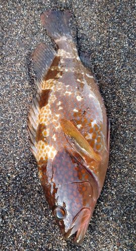 キジハタの釣果