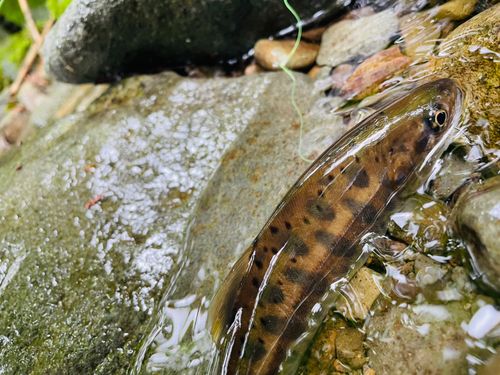 ヤマメの釣果