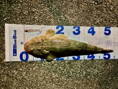 マゴチの釣果