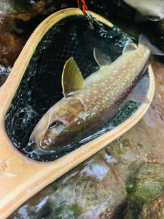エゾイワナの釣果