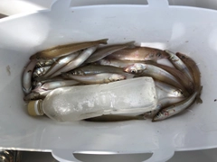 キスの釣果