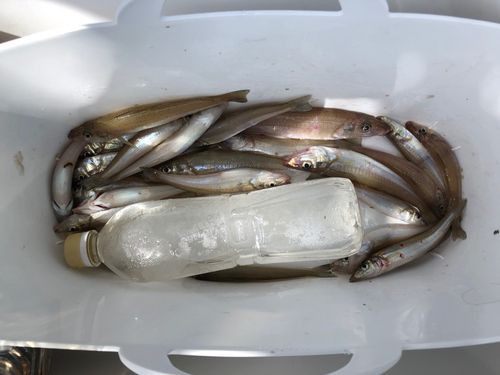 キスの釣果