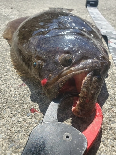 ヒラメの釣果