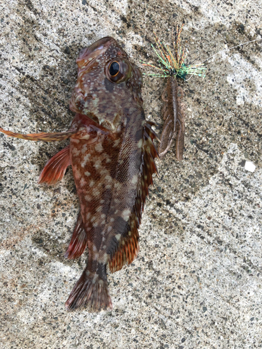 アラカブの釣果