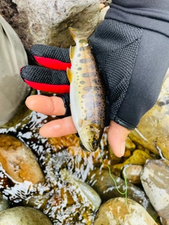 ヤマメの釣果