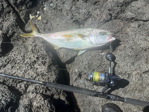 ヒラマサの釣果