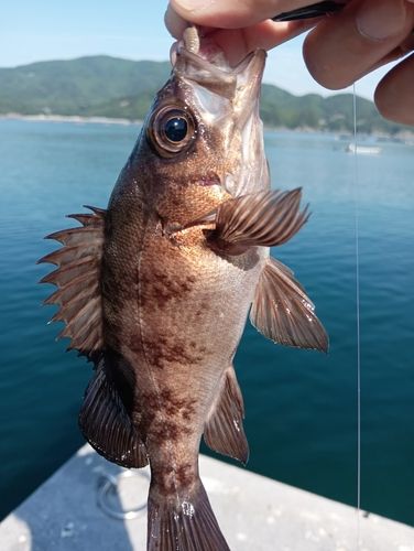 メバルの釣果