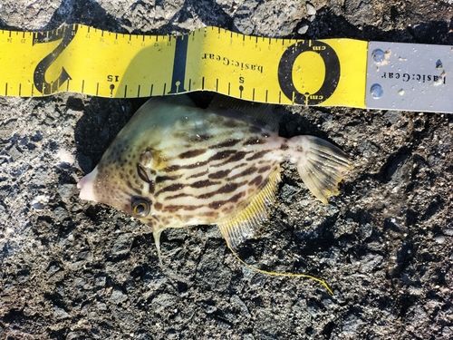 カワハギの釣果
