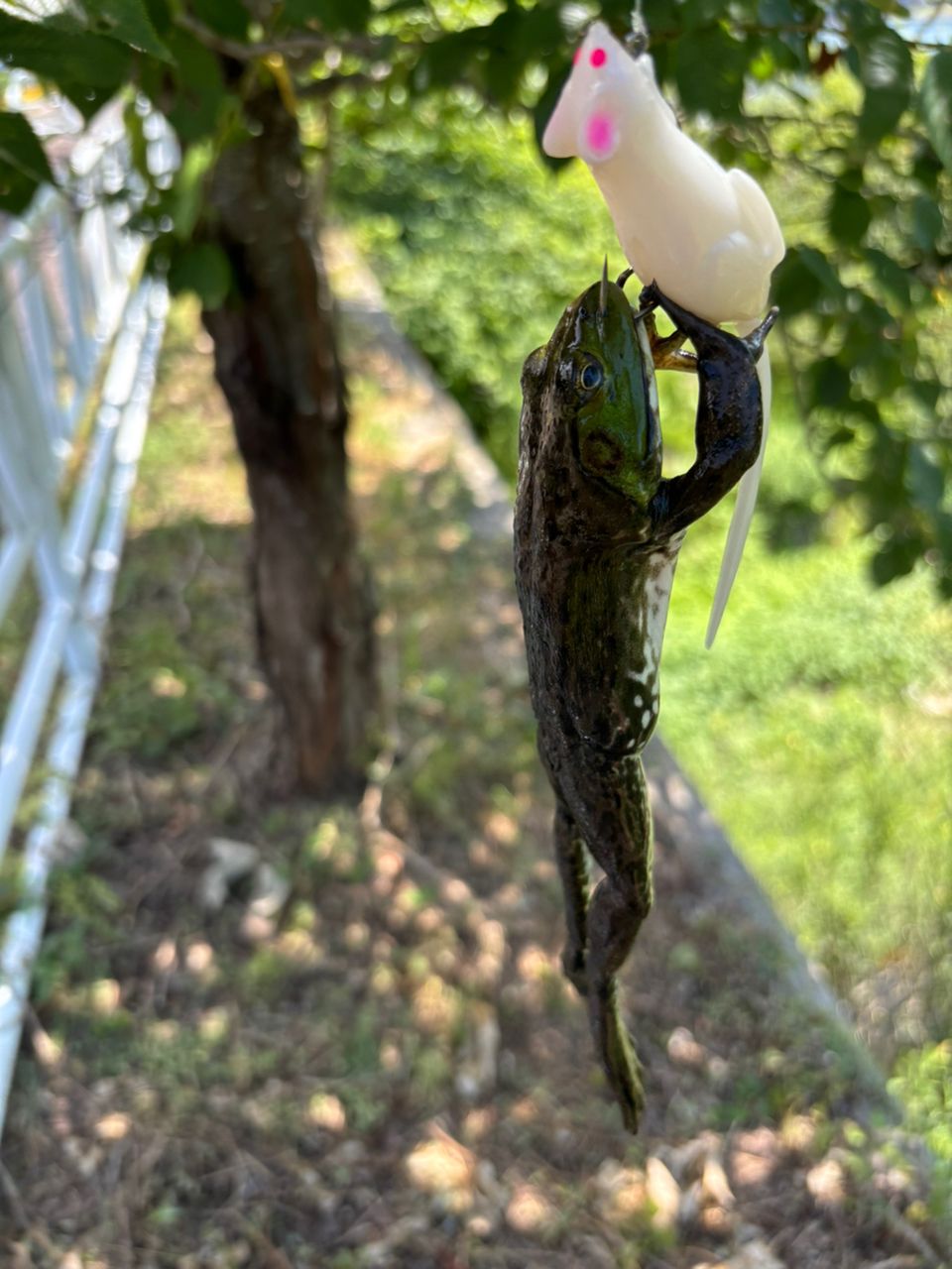 ラージマウスバス