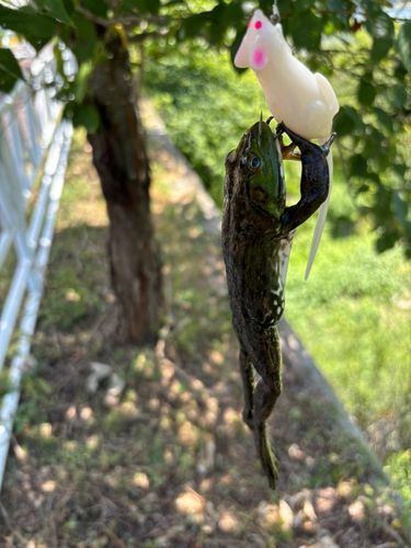 ラージマウスバスの釣果