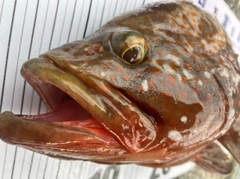 アコウの釣果