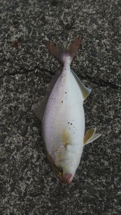 シオの釣果