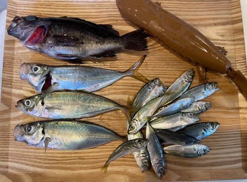 メバルの釣果