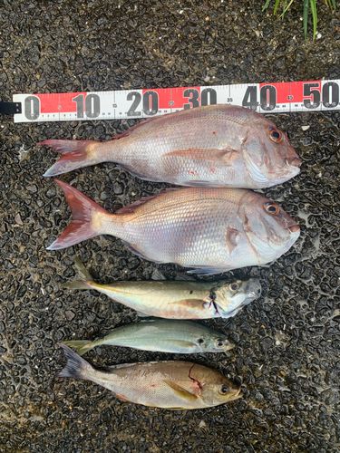 マダイの釣果