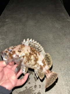 タケノコメバルの釣果