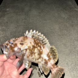 タケノコメバル