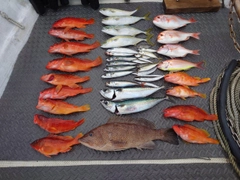 アカハタの釣果