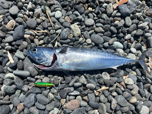 ソウダガツオの釣果