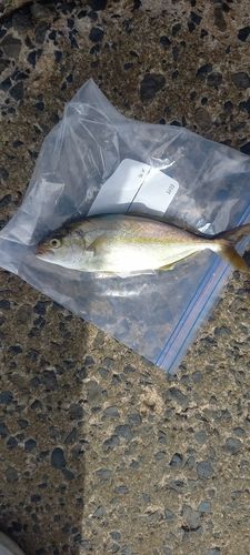 カンパチの釣果