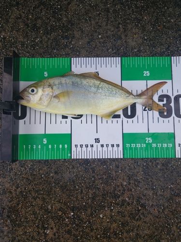 ショゴの釣果