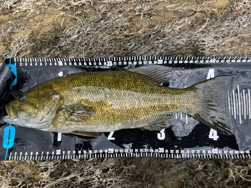 スモールマウスバスの釣果