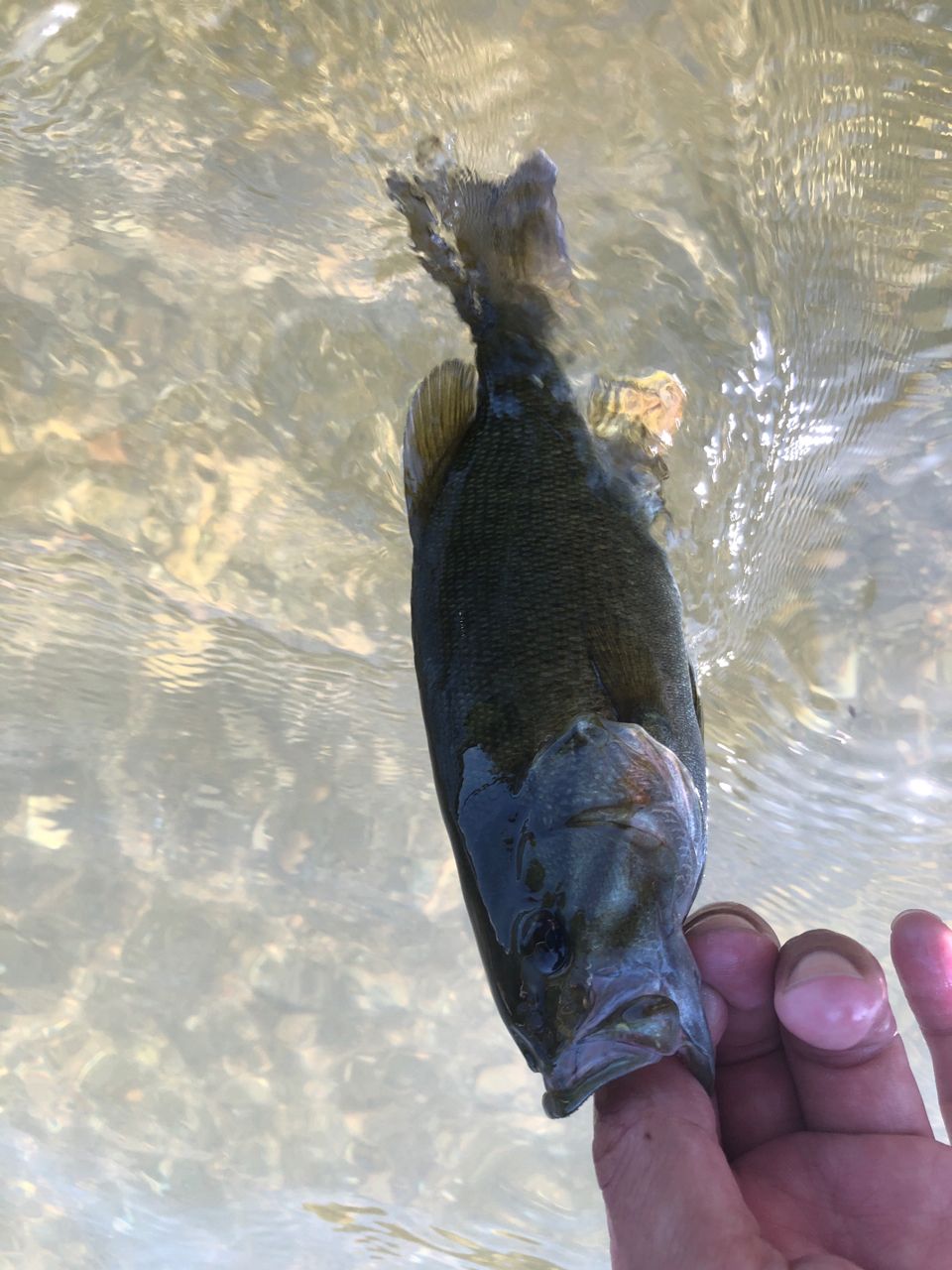 スモールマウスバス