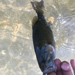 スモールマウスバス