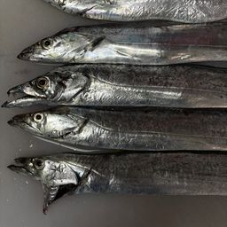 タチウオ