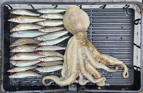 マダコの釣果