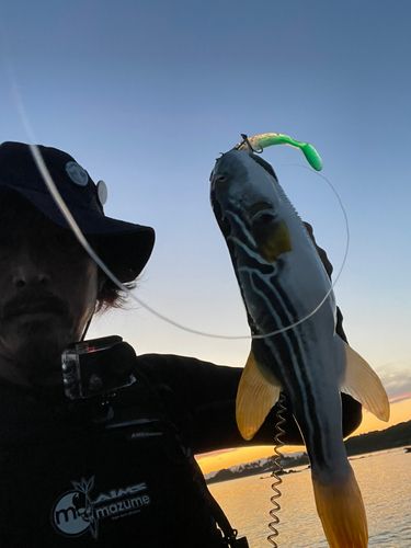 シマフグの釣果