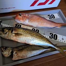 アマダイ