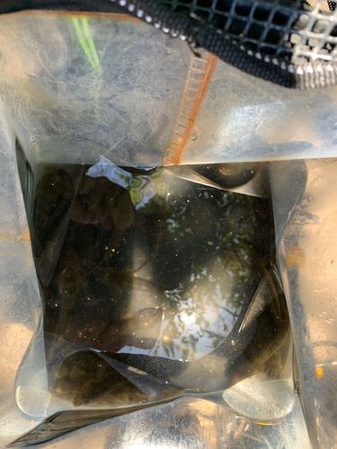 マハゼの釣果