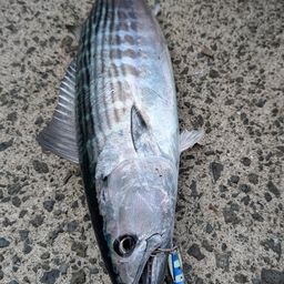 ハガツオ