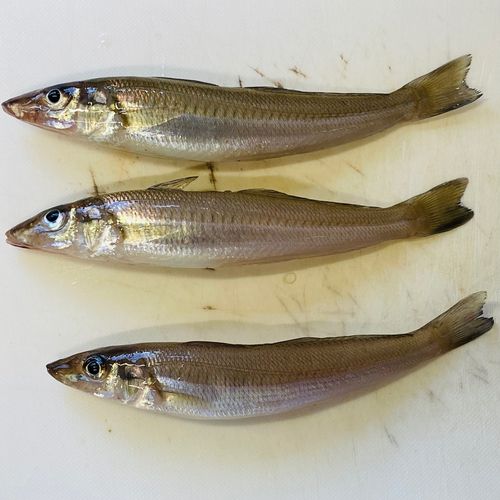 シロギスの釣果