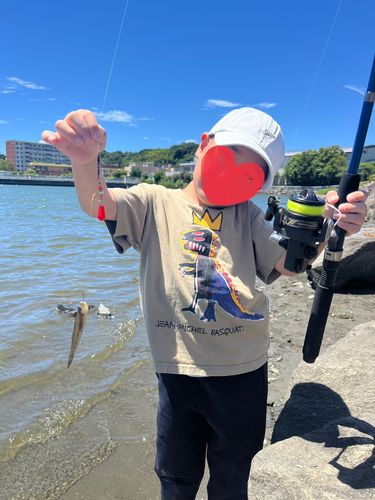 マハゼの釣果