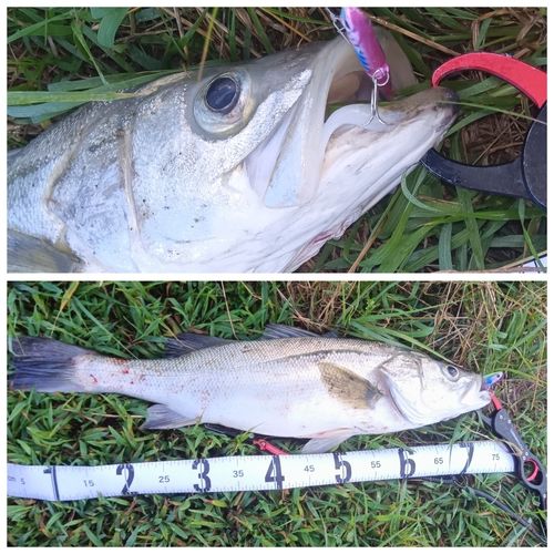 シーバスの釣果