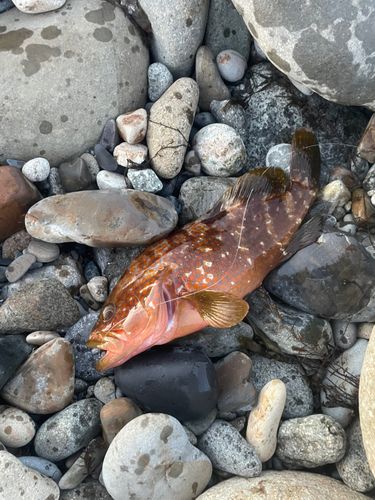 キジハタの釣果