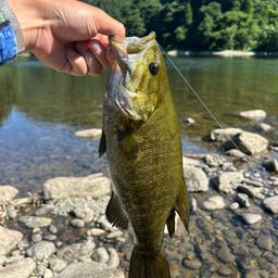 スモールマウスバス