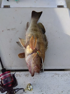 オオモンハタの釣果